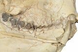 Fossil Oreodont (Merycoidodon) Skull - South Dakota #285130-2